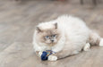 Trixie Zeedier Pluche Met Catnip Assorti
