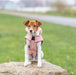 Trixie Hondenjas Lesmont Abrikoos