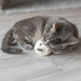 Trixie Beer Met Catnip Pluche Assorti