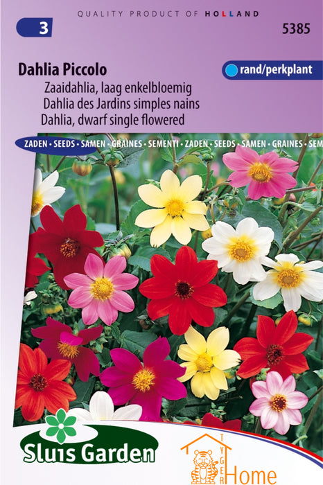 Dahlia Piccolo Zaaidahlia Laag Enkelbloemig Bloemen Zaden voor de Tuin: Kweek Prachtige, Enkelbloemige Lage Dahlia's