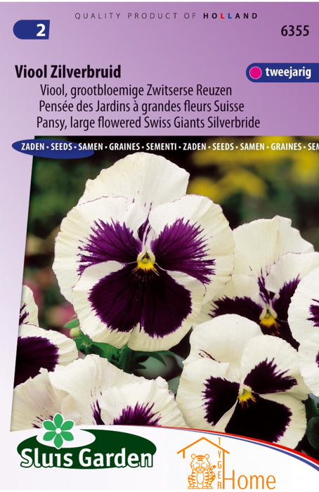 Viool Zilverbruid Zaden – Grootbloemige Zwitserse Reuzen Viola met Witte Bloemen en Diep Paars Hart – Winterhard, Rijke Bloei, Perfect voor Tuin en Potten