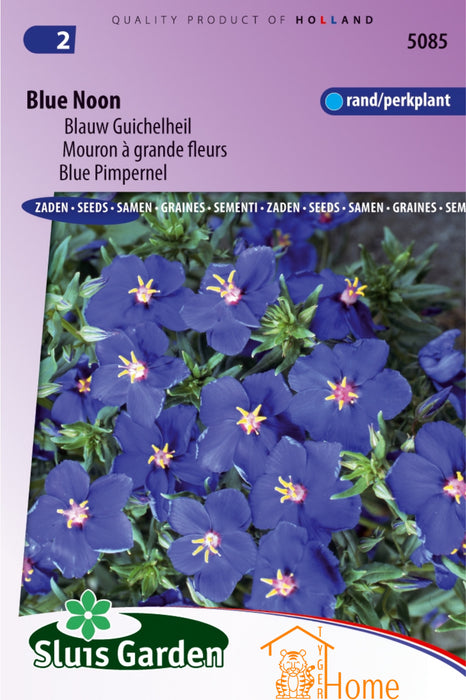 Blue Noon Blauw Goudsbloem Zaden: Kweek Prachtige, Blauwe Goudsbloemen - Grow Beautiful, Blue Golden Poppy Flowers