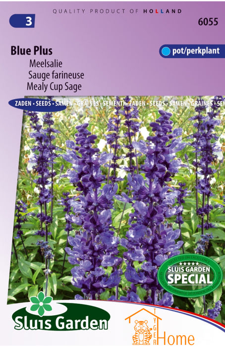 Salvia Farinacea Blue Plus Zaden, Stralende Blauwe Salie voor Tuinen en Borders - Blue Salvia Farinacea Plus Seeds, Stunning Blooms for Borders and Gardens - Graines de Sauge Farinacea Blue Plus, Fleurs Bleues Éclatantes pour Jardins