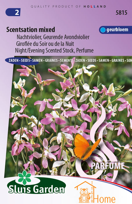 Scentsation Mixed Zaden, Geurende Avondviolier Nachtviolier - Scentsation Mixed Seeds, Night Scented Stock, Evening Perfume - Graines de Giroflée du Soir Scentsation Mix, Parfum de Nuit