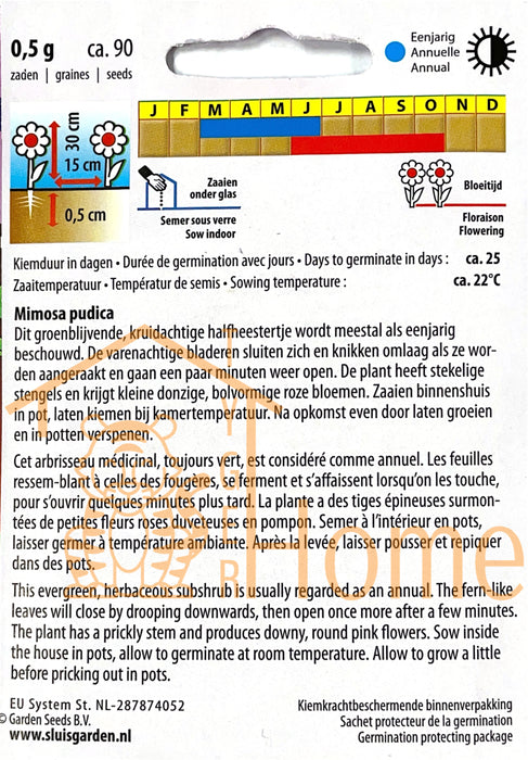 Kruidje-roer-mij-niet Zaden, Gevoelige Mimosa Kamerplant - Sensitive Plant Seeds, Tickle Me Plant for Indoor Use - Graines de Ne-me-toucher-pas, La Plante Qui Bouge pour Intérieurs