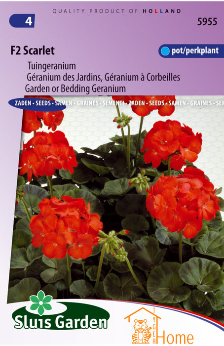 F2 Scarlet Zaden, Tuingeranium voor Pot en Perk - F2 Scarlet Seeds, Garden or Bedding Geranium