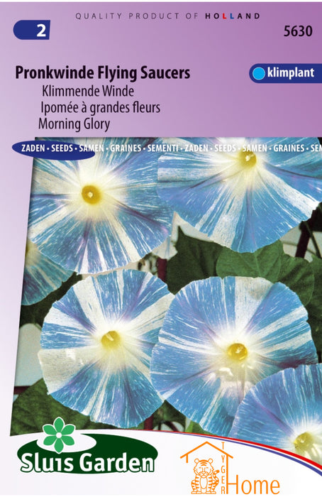 Pronkwinde Flying Saucers Zaden, Klimmende Winde - Morning Glory Flying Saucers Seeds, Climbing Vine - Graines d'Ipomée Flying Saucers, Plante Grimpante