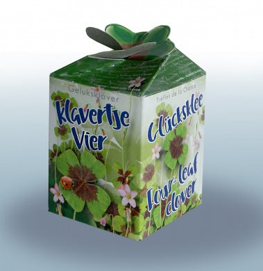 100 trèfles porte-bonheur (Oxalis) | 99 € frais de port inclus