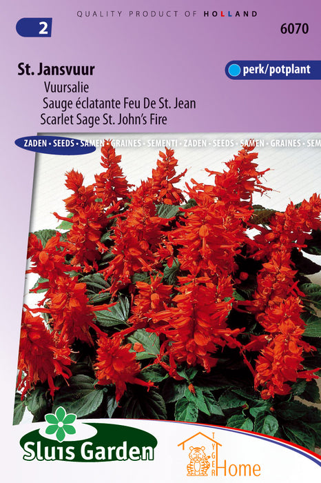 Salvia Sint Jansvuur Zaden, Vuurrode Zomersalie voor Tuinen en Borders - Scarlet Sage Seeds, Bright Red Summer Bloomer - Graines de Sauge Écarlate Sint Jansvuur, Fleurs Rouges Étincelantes pour Jardins