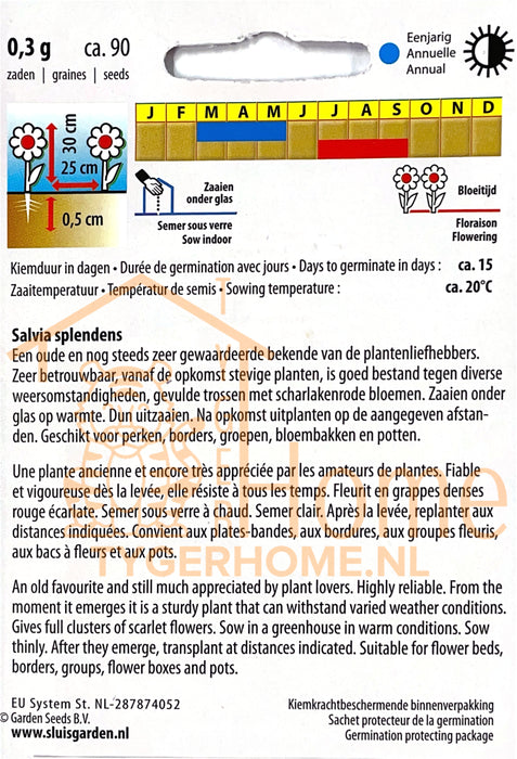 Salvia Sint Jansvuur Zaden, Vuurrode Zomersalie voor Tuinen en Borders - Scarlet Sage Seeds, Bright Red Summer Bloomer - Graines de Sauge Écarlate Sint Jansvuur, Fleurs Rouges Étincelantes pour Jardins