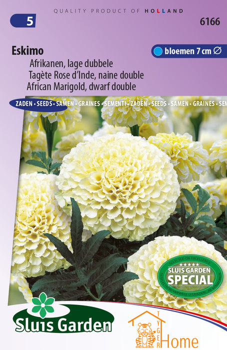 Eskimo Afrikanen Lage Dubbele Bloemen 7 cm Sluis Garden Special Zaden: Kweek Prachtige, Dubbele Goudsbloemen