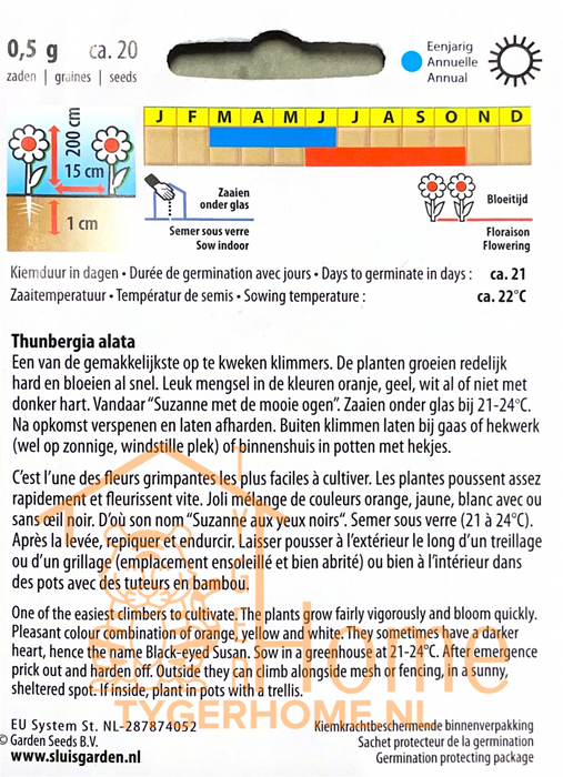 Petite Citroengeel Afrikaantjes Lage Dubbele Perk / Potplant Bloem Zaden: Kweek Prachtige, Dubbele Goudsbloemen