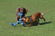 Happy Pet Flossin Fun 3 Knoop