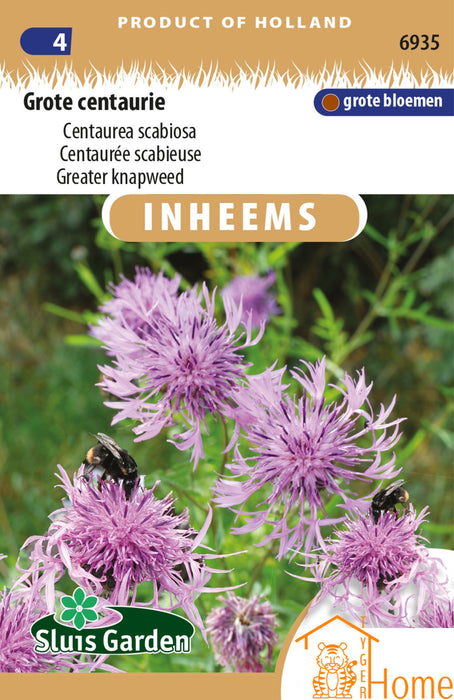 Grote Centaurie Zaden: Een prachtige bloem voor een zonrijke tuin, trekt bijen en vlinders aan en zorgt voor een kleurrijke en biodiverse omgeving