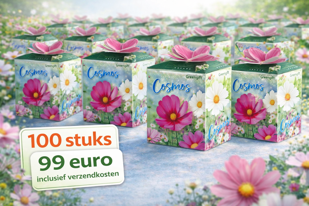 100 graines de cosmos Greengift | 99 € frais de port inclus