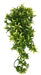 Komodo Croton Plant