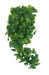 Komodo Plant Split Philodendron