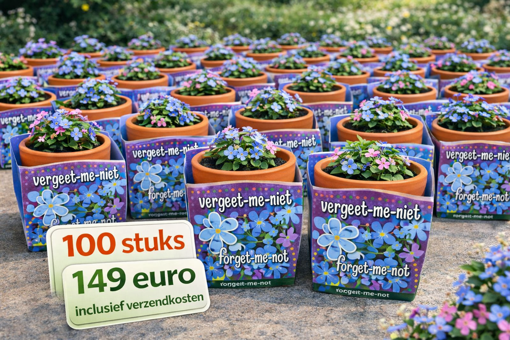 100 myosotis en pot de terre cuite | 149 € frais de port inclus