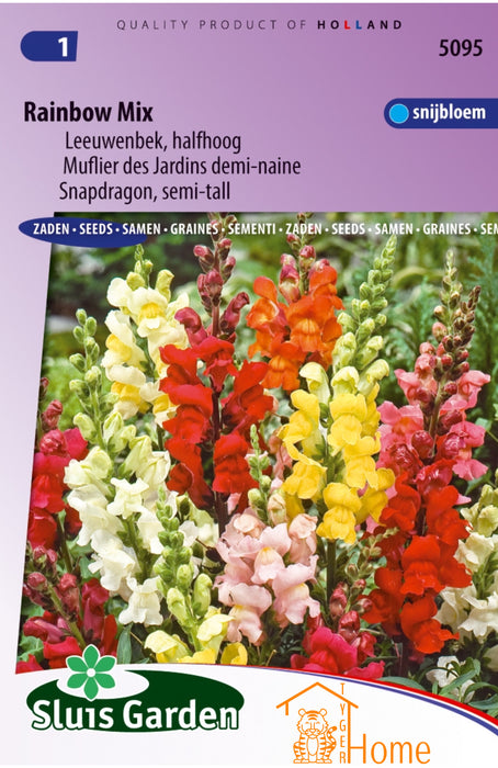 Rainbow Mix Leeuwenbek Halfhoog Zaden: Kweek Prachtige, Kleurrijke Leeuwenbekken - Grow Beautiful, Colorful Half-Height Snapdragons - Cultivez de Magnifiques Mufliers Multicolores de Taille Moyenne