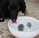 Dog Rocks