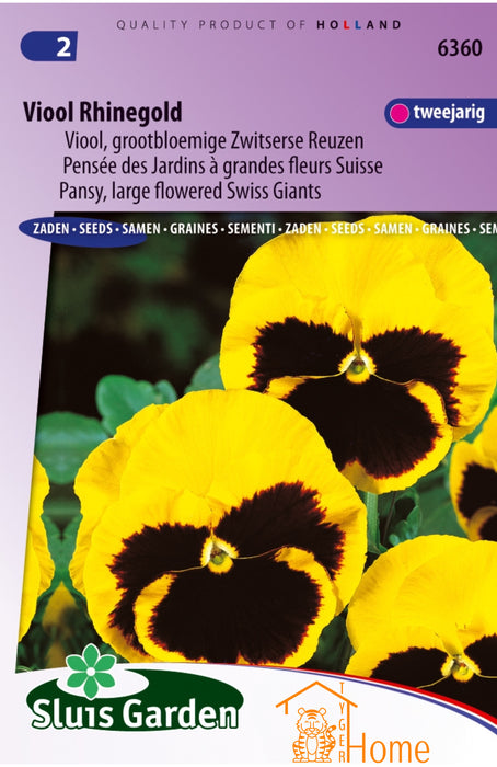 Viool Rhinegold Zaden – Grootbloemige Zwitserse Reuzen Viola met Gele Bloemen en Donker Hart – Sterke Winterharde Tuinplant, Rijke Bloei