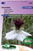 African Bride Zaden, Elegante Spaanse Juffer: Kweek prachtige, elegante bloemen in je tuin. African Bride Seeds, striking wild fennel for a unique garden display. Graines de Nigelle d'Espagne, fleur exquise pour un jardin raffiné.