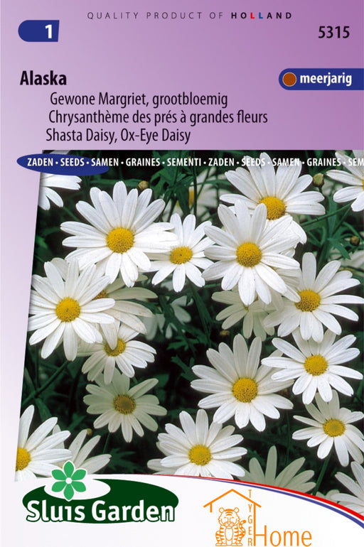 Alaska Gewone Margriet Grootbloemig Bloemen Zaden voor de Tuin: Kweek prachtige, grootbloemige gewone margrieten in je tuin. Grow beautiful, large-flowered Shasta daisy flowers for a vibrant garden display. Cultivez de magnifiques marguerites de Shasta à grandes fleurs pour un jardin éclatant