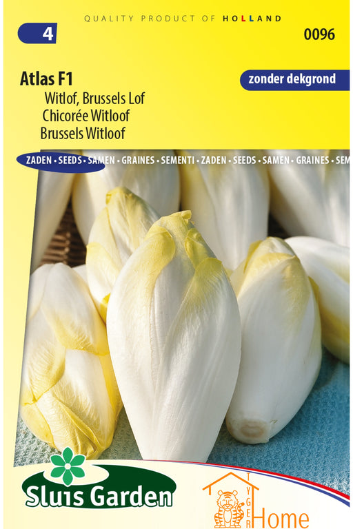 Atlas F1 Witlof Brussels Lof Zaden voor het kweken van voedzame, heerlijke en knapperige witlof in je eigen tuin. Perfect voor frisse salades en gezonde gerechten