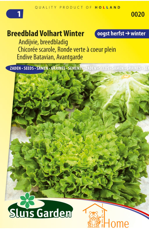 Breedblad Volhart Winter Andijvie Zaden voor het kweken van voedzame, heerlijke en winterharde andijvie in je eigen tuin. Ideaal voor stevige salades en gezonde wintergerechten