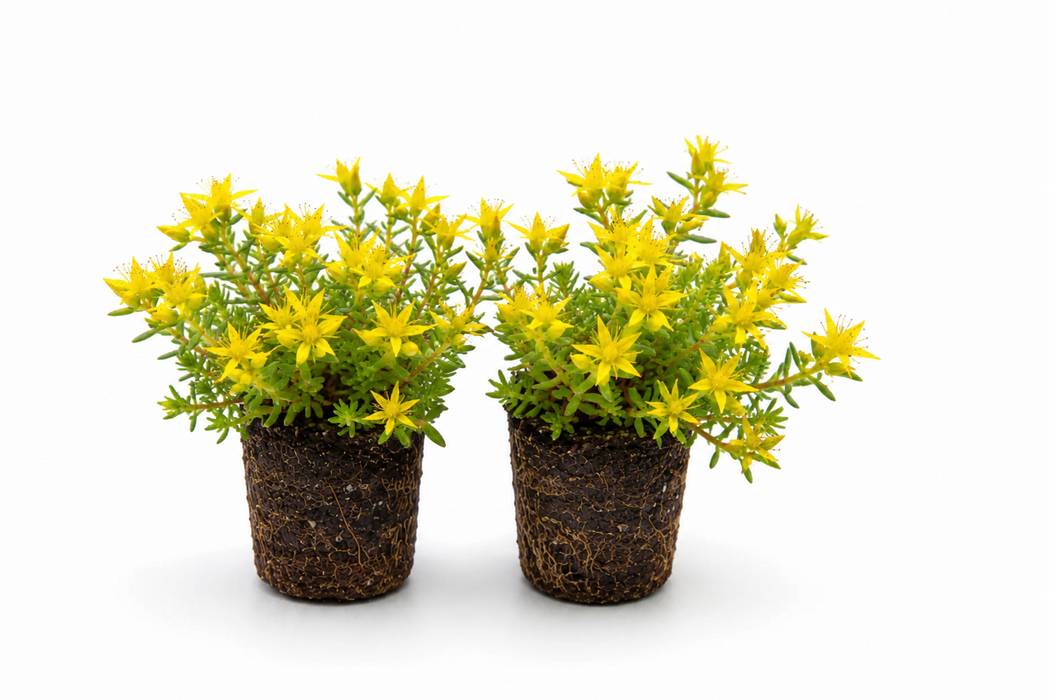 Sedum Acre – 72 stuks – Sedum pluggen – ca. 40 mm doorsnede – ca. 50 mm hoogte
