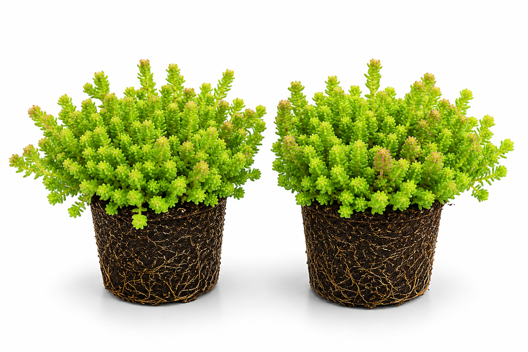 Sedum Sexangulare – 72 stuks – Sedum pluggen – ca. 40 mm doorsnede – ca. 50 mm hoogte