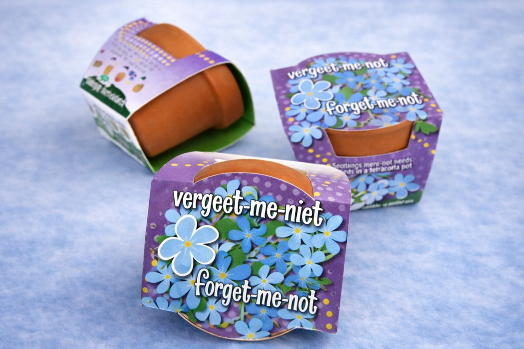 50 stuks Vergeet-me-niet – Forget-me-not in terracotta pot