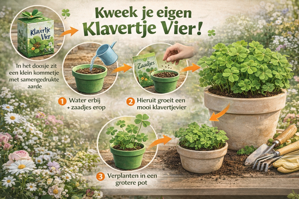 100 trèfles porte-bonheur (Oxalis) | 99 € frais de port inclus