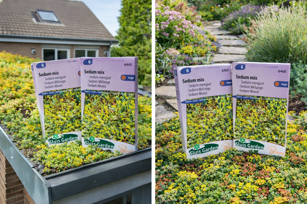 50 X stuks Sedum mix | Sierlijke bodembedekker | Vetplanten mengsel voor tuin of dak | Winterhard vaste plant zaden (kopie)