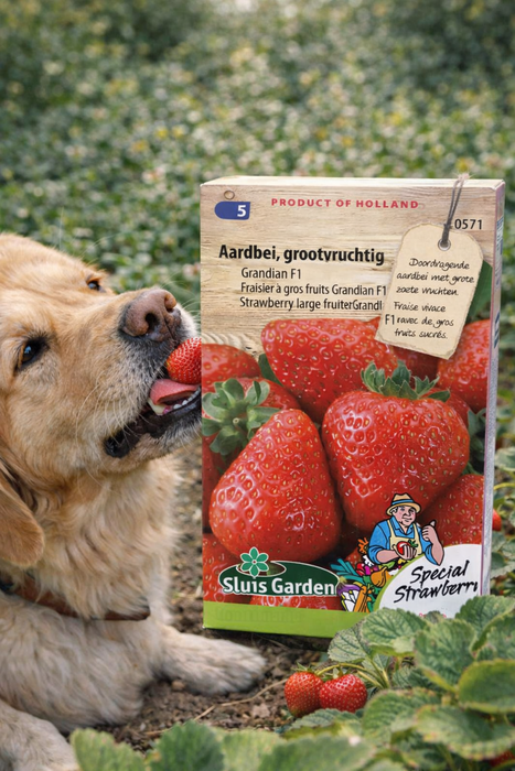 Aardbei Grandian F1 | Grootvruchtige doordrager | Zoete, sappige vruchten uit eigen tuin