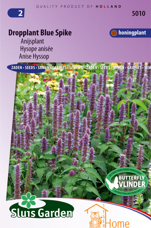 Dropplant Blue Spike Anijsplant Zaden – aromatische zaden voor het kweken van heerlijke, geurige anijsplanten