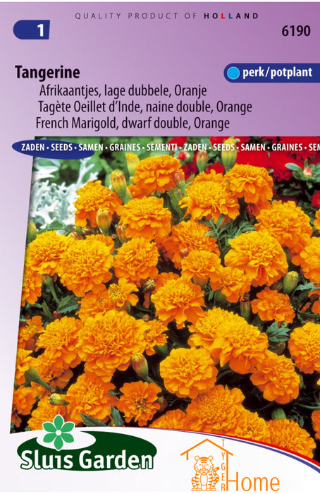 Tangerine Afrikaantjes Lage Dubbele Oranje Perk / Potplant Bloem Zaden: Kweek Prachtige, Dubbele Goudsbloemen