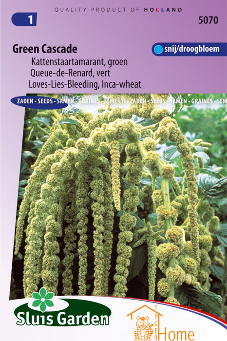 Green Cascade Kattenstaartamarant Groen Zaden: Kweek Prachtige, Groene Kattenstaarten - Grow Beautiful, Green Amaranthus Flowers