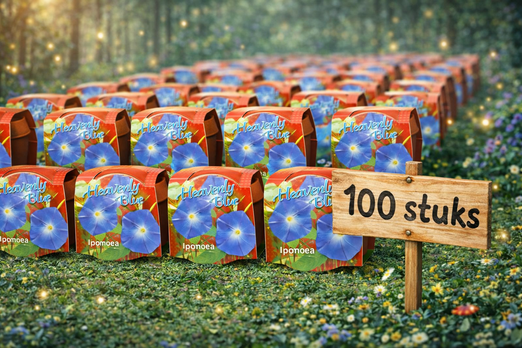 100 stuks Heavenly Blue – Ipomoea in terracotta pot | €149 incl. verzendkosten