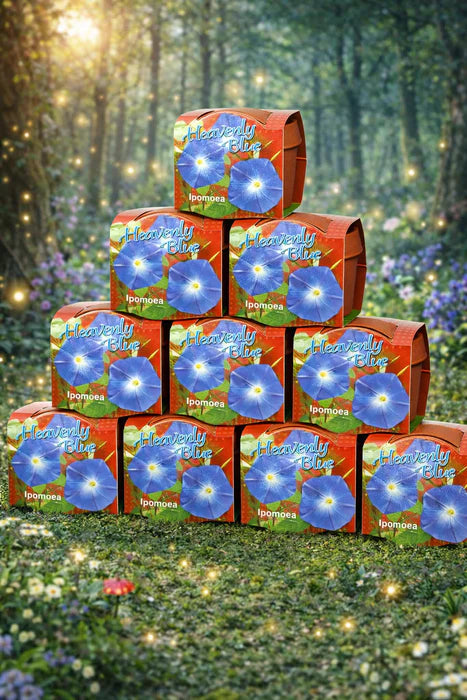 50 stuks Heavenly Blue – Ipomoea in terracotta pot