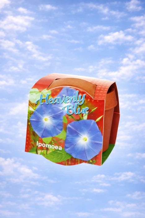 50 stuks Heavenly Blue – Ipomoea in terracotta pot