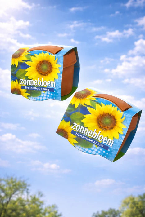 50 stuks Zonnebloem – Helianthus annuus in terracotta pot