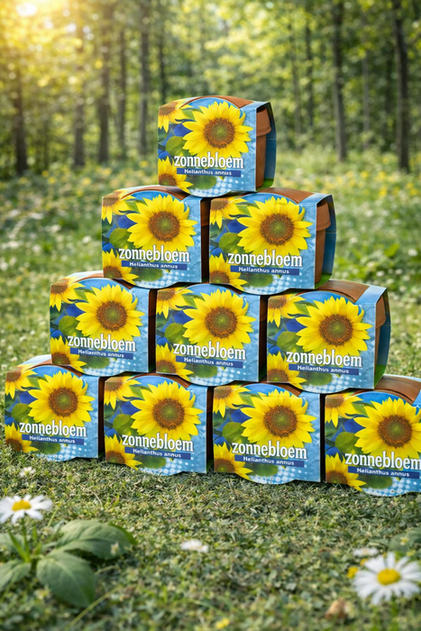 100 tournesols (Helianthus annuus) en pot de terre cuite | 149 € frais de port inclus
