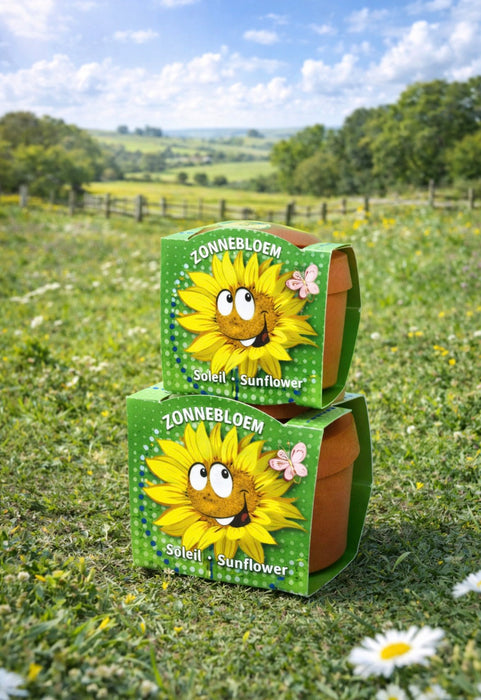 100 Sonnenblumen im Terrakottatopf | 149 € inklusive Versandkosten