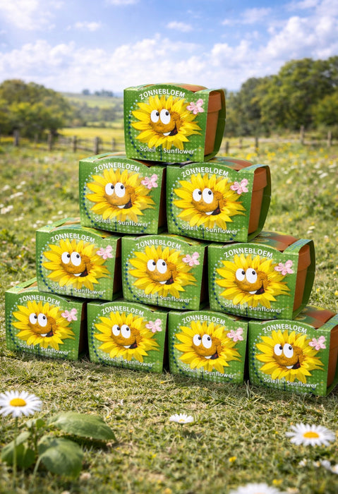 100 Sonnenblumen im Terrakottatopf | 149 € inklusive Versandkosten