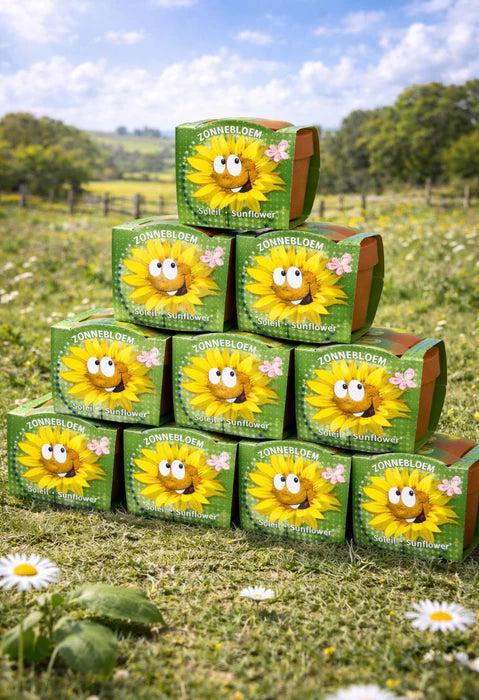50 stuks Zonnebloem – Sunflower in terracotta pot