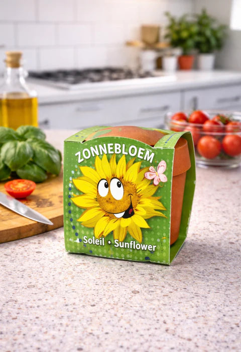 50 stuks Zonnebloem – Sunflower in terracotta pot