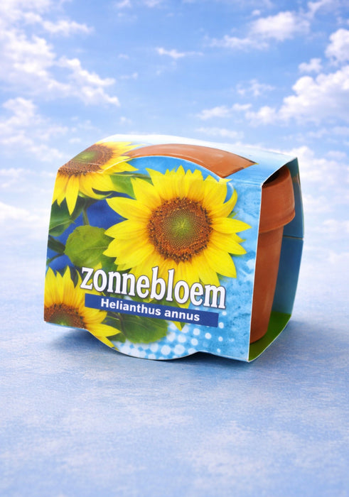100 tournesols (Helianthus annuus) en pot de terre cuite | 149 € frais de port inclus