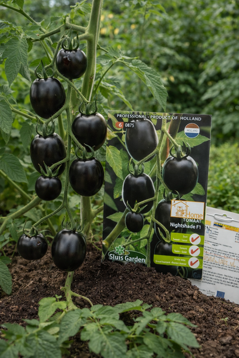 Tomaat Nightshade F1 | Unieke zwarte tomaat met zoete smaak | Grote oogst & opvallende kleur | Ideaal voor bijzondere salades of decoratie