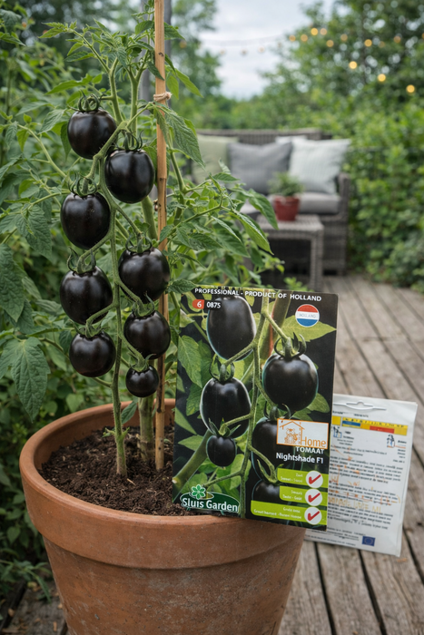 Tomaat Nightshade F1 | Unieke zwarte tomaat met zoete smaak | Grote oogst & opvallende kleur | Ideaal voor bijzondere salades of decoratie